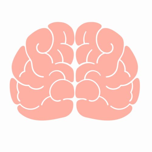 flat-vector-illustration-of-a-pink-human-brain-isolated-on-white-background