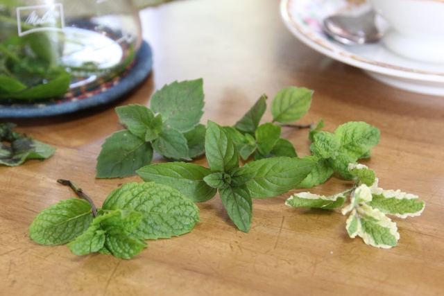 Close-up view of multiple varieties of fresh mint leaves, including peppermint, spearmint, and variegated pineapple mint, arranged on a wooden table, representing a natural approach to cockroach and insect repellent and aromatherapy