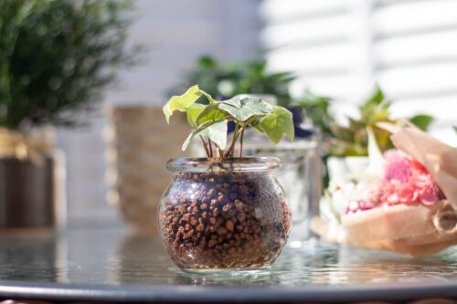 A-small-potted-houseplant-grown-in-a-clear-glass-jar-filled-with-clay-pellets-on-a-table-illustrating-how-improper-plant-soil-and-moisture-can-accidentally-attract-cockroaches-and-pests