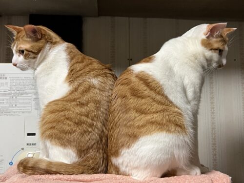 two-orange-and-white-cats-sitting-back-to-back-representing-caution-for-pets