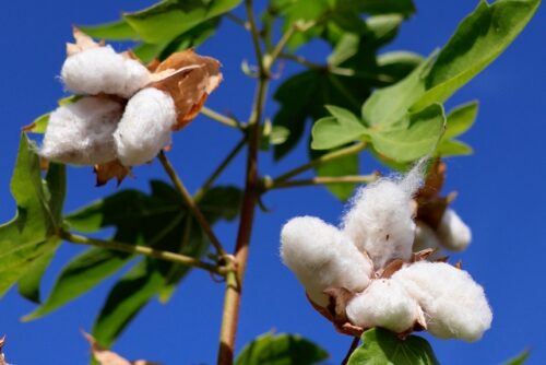 raw-white-cotton-bolls-growing-on-a-plant-with-green-leaves-against-a-clear-blue-sky